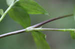 Small-leaf spiderwort